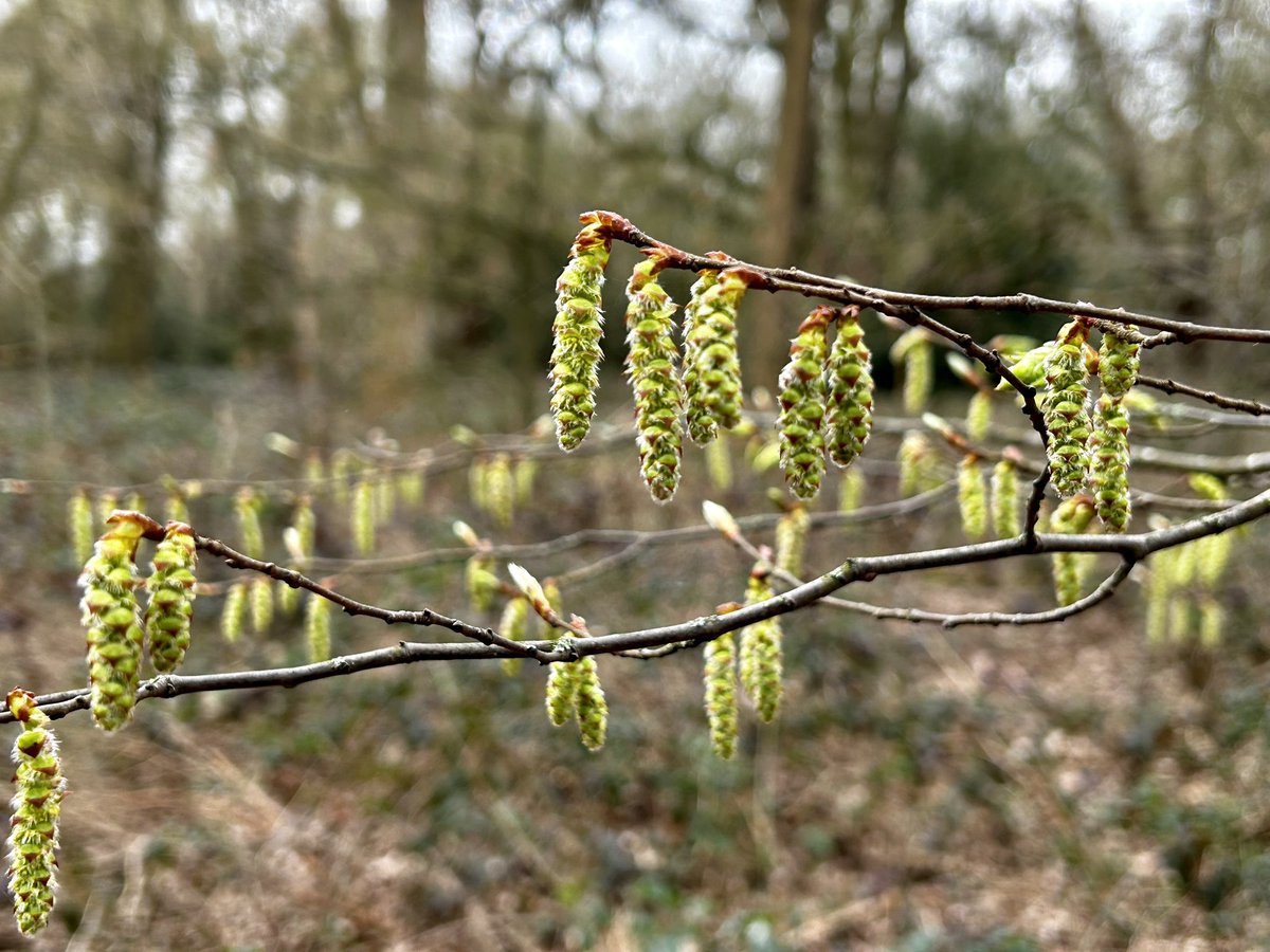 Epping Forest tweet media