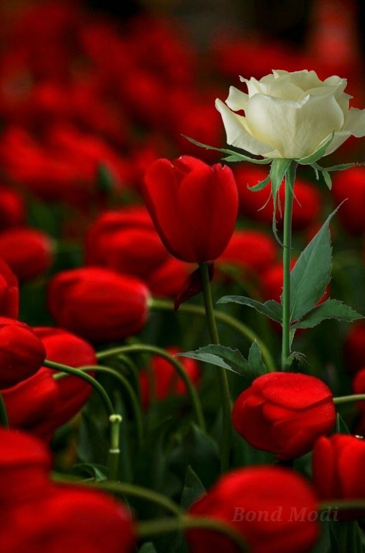 كالوردةِ البيضاءِ أُمِّي .. مُتميِّزةٌ بنقاءِ قلبِها وحنانِها .. رائعةٌ بروحِها وجمالِها .. ولا امانَ في الوجودِ كغمرة حُضنِها ..

#همسات_بيان
#مساء_الخير والامومة
#عيد_الام