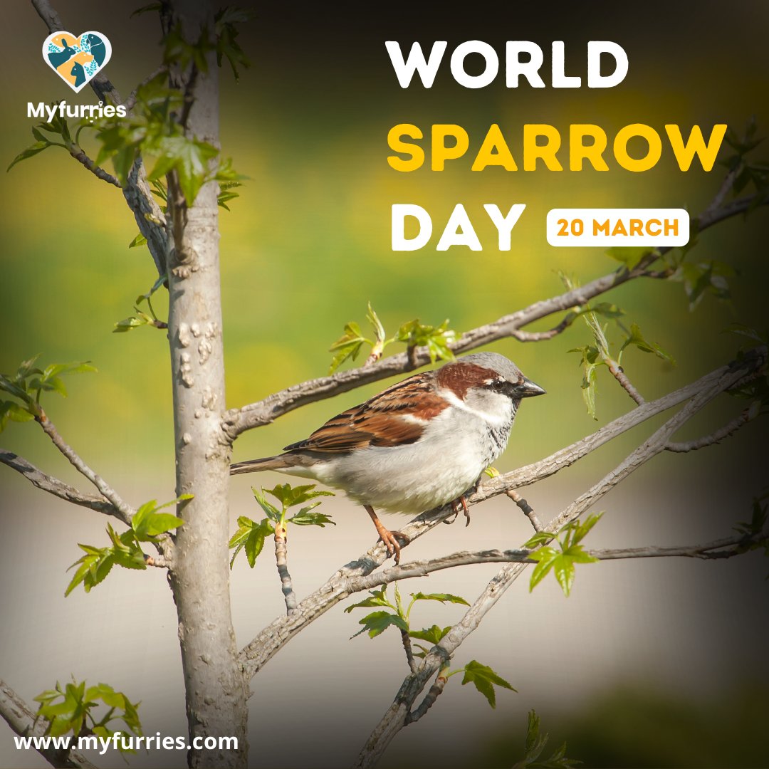 Happy #WorldSparrowDay,🐦🌳
the little bird plays an important role in our
ecosystem. 
Let's do our part to protect and preserve their habitats so that future generations can continue to enjoy their cheerful chirping and adorable antics.

#ProtectSparrows #PreserveHabitats