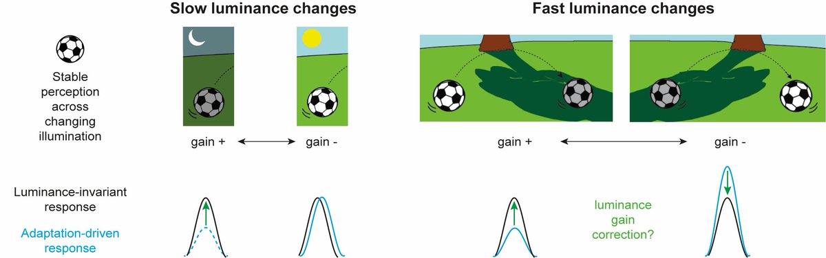 Julijana Gjorgjieva tweet media