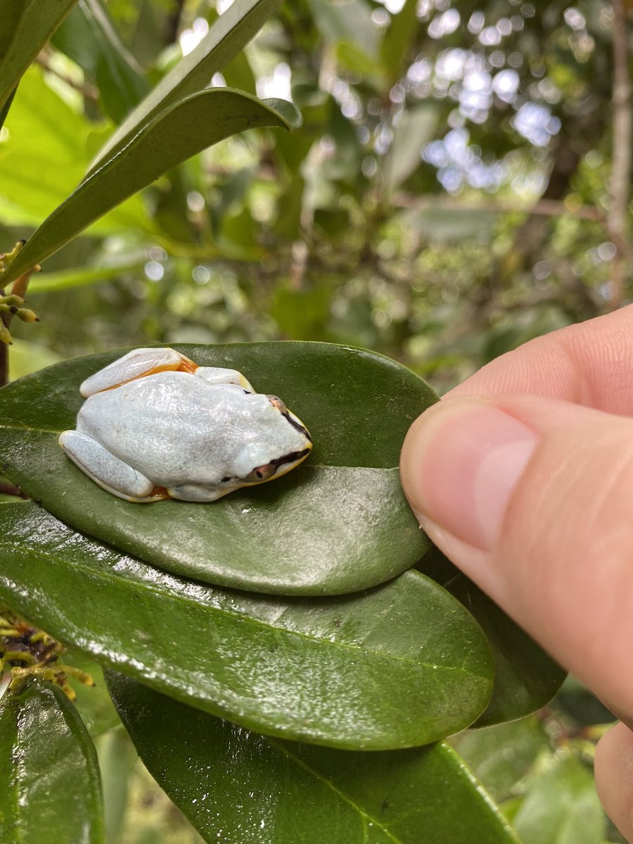 It’s #worldfrogday please enjoy this Heterixalus madagascariensis insitu
