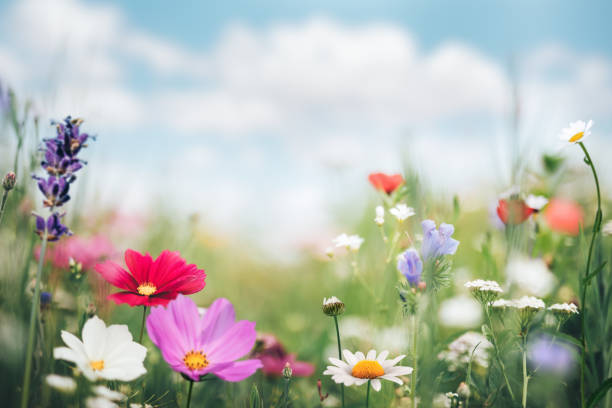 WesternFarmShow's tweet image. Welcome, Spring! 
#springplanting #green #spring #flowers