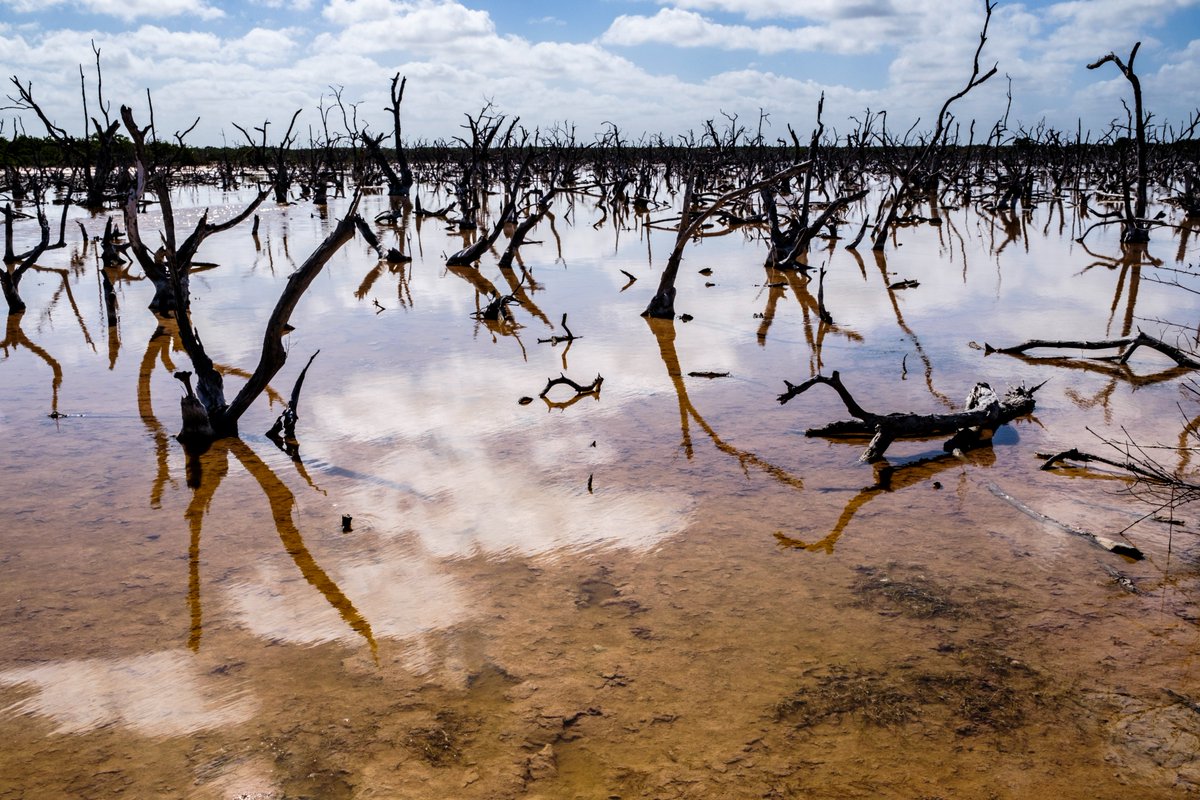🚨BREAKING: nouveau rapport de synthèse du #GIEC
Pour le <a href="/WWF/">WWF</a>, les gouvernements doivent agir rapidement pour éviter une catastrophe climatique. #IPCC #ClimateReport <a href="/IPCC_CH/">IPCC</a> 
Plus d'informations ⬇️ wwf.be/fr/actualites/…