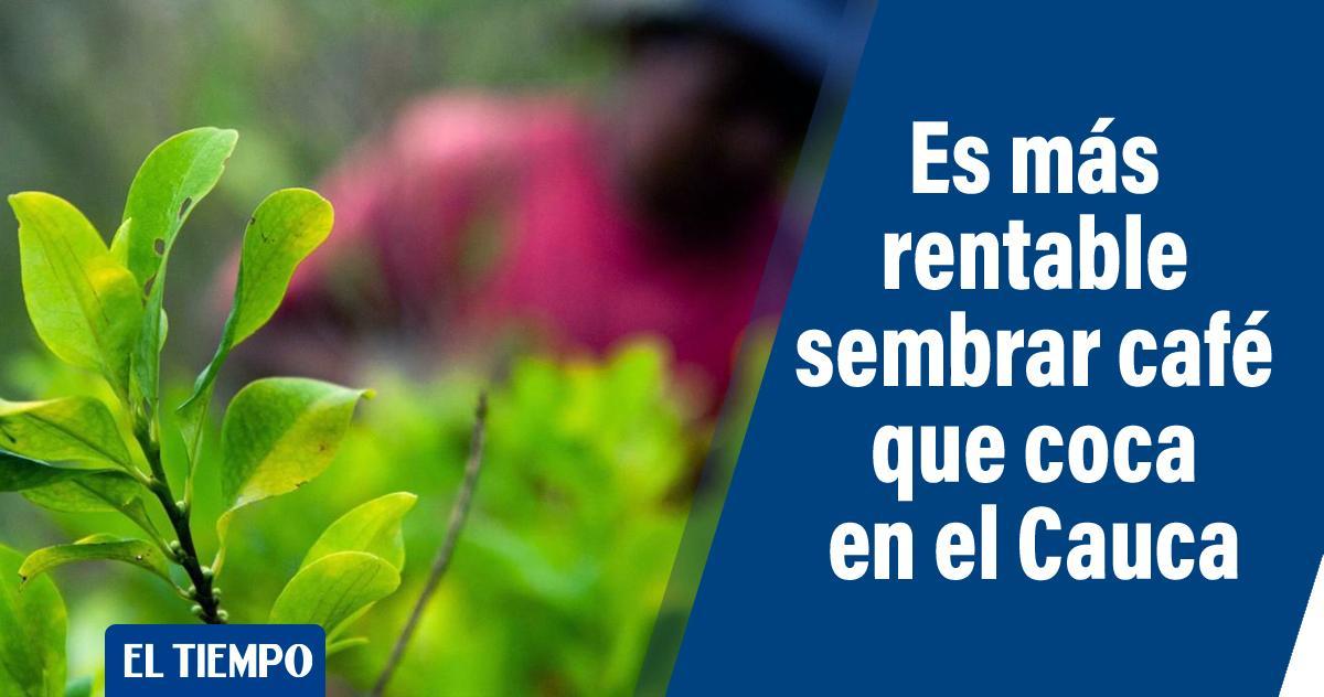 ELTIEMPO's tweet image. Las razones de la caída del precio de la coca en el Cauca; ya el café vale más

Los campesinos la están fiando y algunos hasta la desechan porque ni los narcos la quieren comprar.➡️ eltiempo.com/colombia/otras…