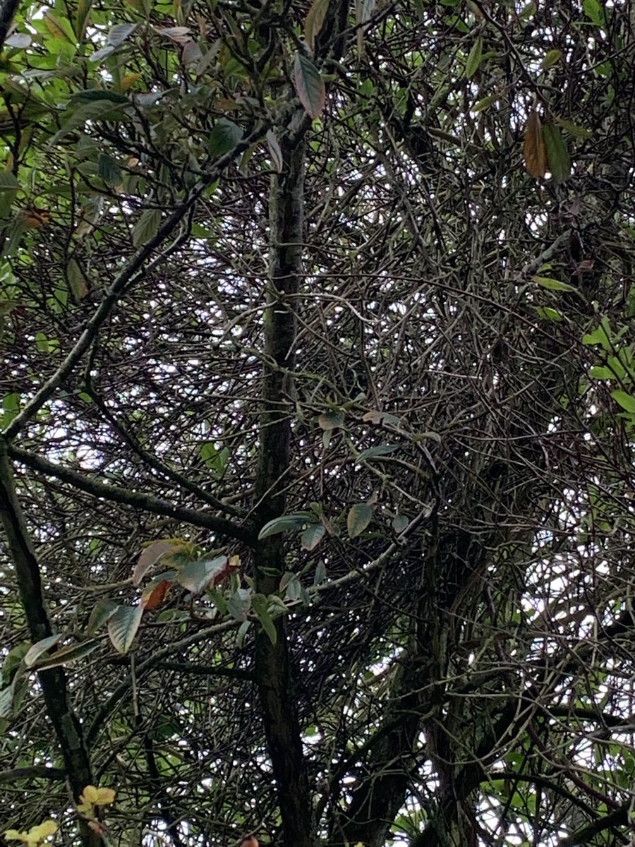 JennyA_Rawson's tweet image. Spot the long tail tit nest! SWT wildlife garden
#joyofspring @suffolkwildlife