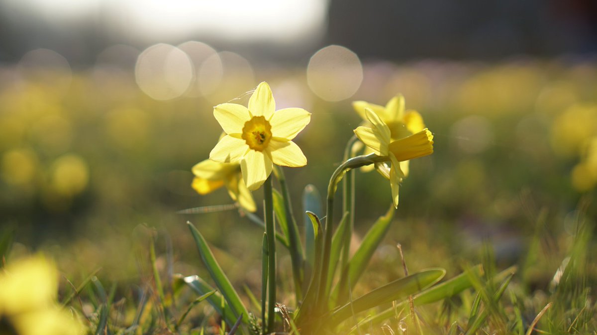 RoyalAstroSoc's tweet photo. Today, 20 March, is the 2023 #SpringEquinox, marking the beginning of spring in the northern hemisphere!
At an equinox, the Sun is directly above Earth's equator, meaning that day and night are roughly equal in length. https://t.co/KIfF4v7EjE