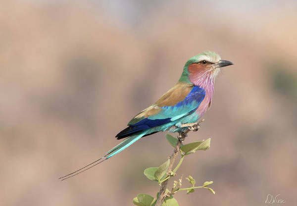 #lilacbreastedroller #birds #birdlover #colorfulbirds #birdphotography #AYearForArt #BotswanaAfrica #AfricanSafari 
fineartamerica.com/featured/lilac…