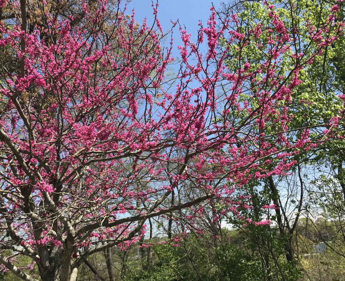 technique_cc's tweet photo. Happy First Day of Spring! We're looking forward to warmer weather and some gorgeous colors in these Piedmont Park trees! https://t.co/f031w3SwAA