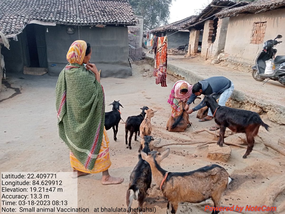 harshatrust's tweet photo. @harshatrust facilitated the block #LivestockDepartment of #Kuarmunda, #Sundargarh district, to vaccinate 189 goats in Jalangabira, Hetbahal, and Mugtoli villages. Timely #livestockvaccination ensures the income of poor and #marginalfarmers.
#livestockrearing #vaccination https://t.co/UyC1MWUeFf