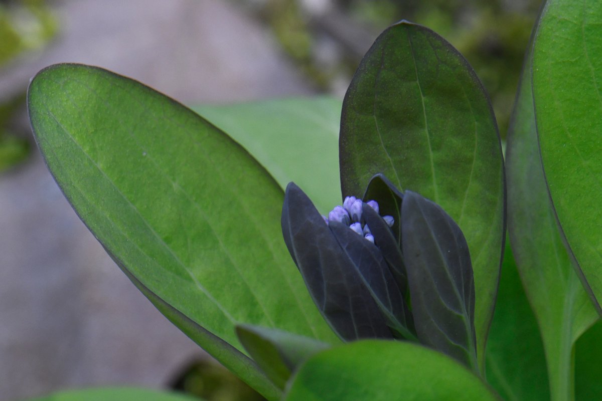 Virginia bluebells (Mertensia virginica) is a native spring ephemeral in Ontario. It's foliage starts purple before turning a rich green.

It is an early spring plant important for providing pollen and nectar for native bees and nectar for early butterflies, moths and skippers.