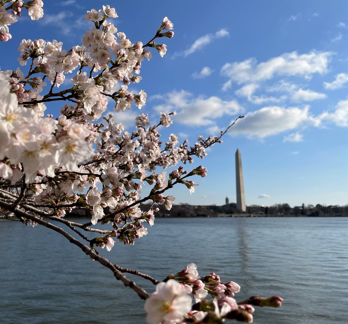 Happy First Day of Spring! There's no better symbol of the season than the splendor of the cherry blossoms gently flickering in the breeze. With white petals showing and peak bloom coming soon, why not come down to the Mall and enjoy the day? We won't tell your boss.