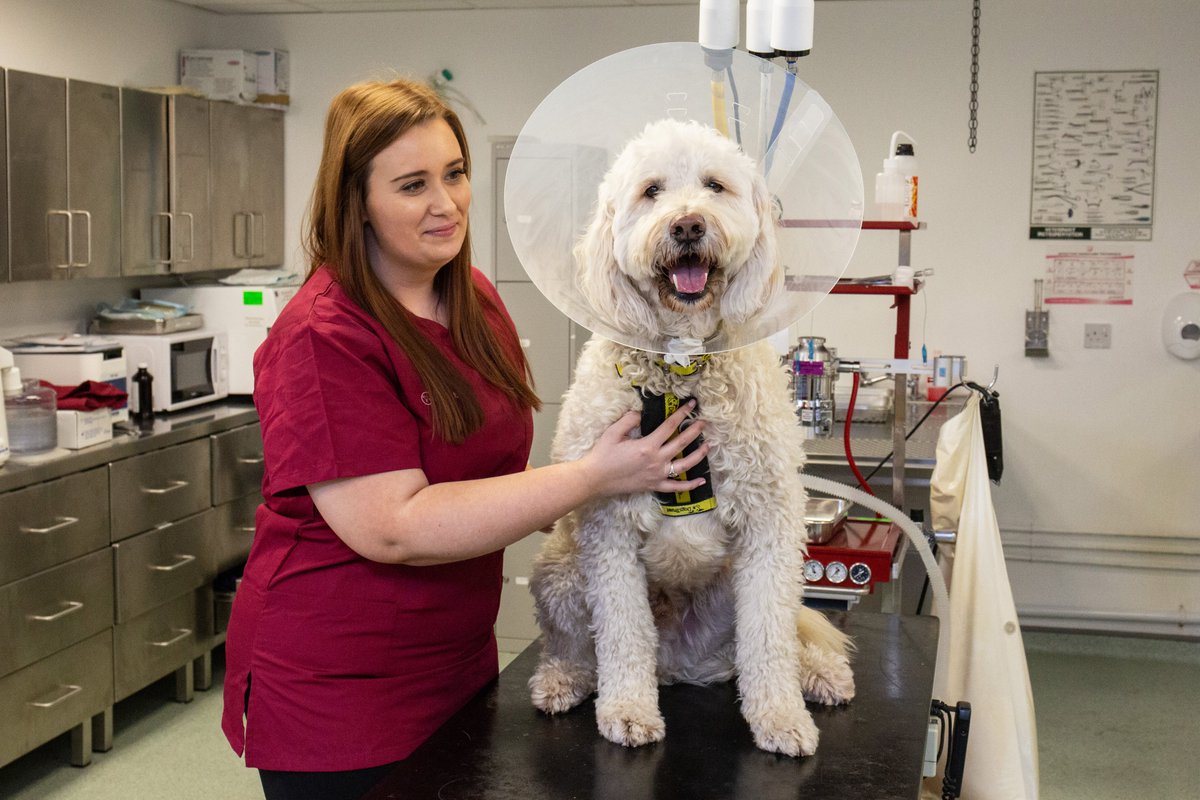 We’re Hiring! We’re looking for a Veterinary Nurse to join our team and help us care for the dogs in our rehoming centre. 

Find out more about this role here: dogstrust.ie/jobs/ 

#JobFairy #Hiring #VeterinaryNursing