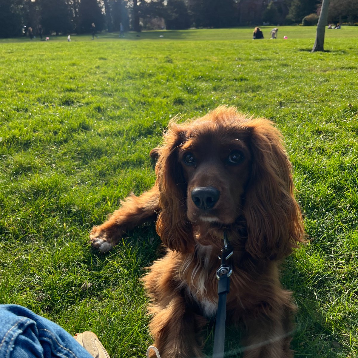 SimplyEve_'s tweet photo. @VictoriaS Can’t wait! Your shows have helped so much with our rescue dog, Monty. I love your approach to training and admire your work so much 💚 https://t.co/0HODcMQMVL