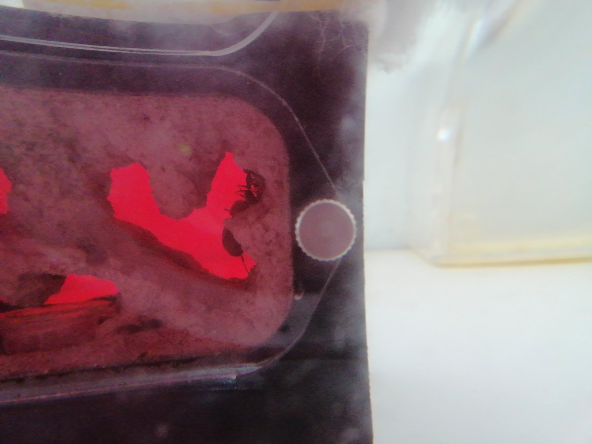 CEIPLAREDO's tweet photo. ๐ INFORME #formigueando 20-03-2023 :
- Especie investigada: Camponotus Cruentatus
- Curso Investigadora: 4ยบ EP
- Nยบ Colonia: 15 formigas.
#laredolab361 #clubciencialaredo
๐ Informes completos : https://t.co/ZirNtsggWi https://t.co/ovGpKTPh5X