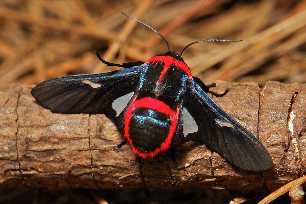 Самиця та самець виду з порядку Лускокрилих Glanycus insolitus. Ця комаха з нічним типом активності трапляється на теренах Китаю.

Фото: itchydogimages