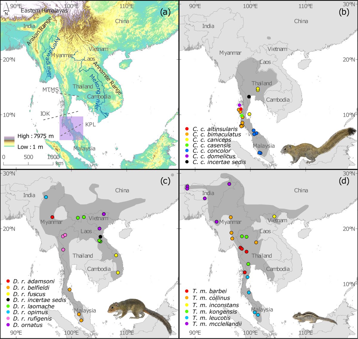 Arlo Hinckley (@arlohinckley.bsky.social) (@arlohinckley) on Twitter photo Our paper on evolutionary history and patterns of divergence in three tropical east Asian squirrels distributed across the Isthmus of Kra is out now in
<a href="/JBiogeography/">Biogeography.News</a> onlinelibrary.wiley.com/doi/10.1111/jb… with <a href="/treeshrew13/">melissa hawkins</a> <a href="/shrewangel/">Jesus Maldonado</a> <a href="/JenBiologist/">Jennifer Leonard</a> <a href="/NMNH/">Smithsonian NMNH</a> <a href="/ebdonana/">Estación Biológica de Doñana - CSIC</a> <a href="/InvestigaUS/">Investigación US</a> #MuseumGenomics Our paper on evolutionary history and patterns of divergence in three tropical east Asian squirrels distributed across the Isthmus of Kra is out now in
<a href="/JBiogeography/">Biogeography.News</a> onlinelibrary.wiley.com/doi/10.1111/jb… with <a href="/treeshrew13/">melissa hawkins</a> <a href="/shrewangel/">Jesus Maldonado</a> <a href="/JenBiologist/">Jennifer Leonard</a> <a href="/NMNH/">Smithsonian NMNH</a> <a href="/ebdonana/">Estación Biológica de Doñana - CSIC</a> <a href="/InvestigaUS/">Investigación US</a> #MuseumGenomics