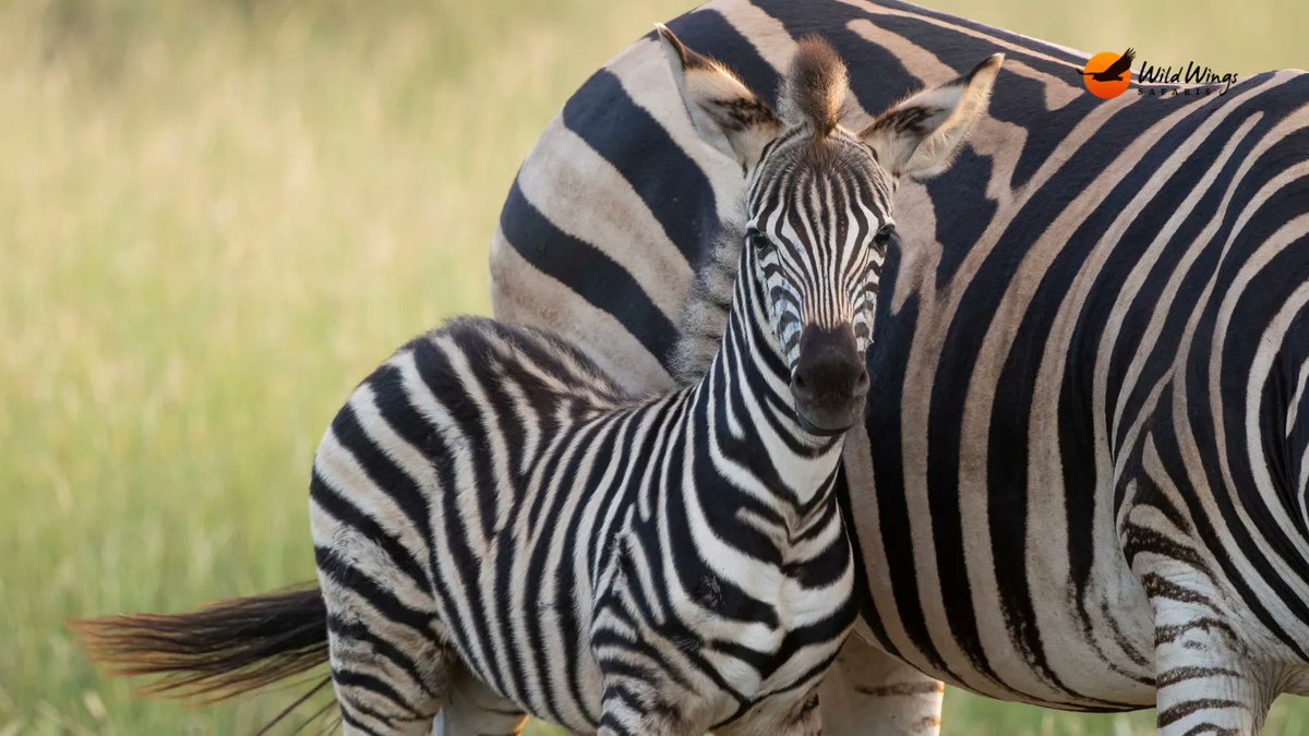 WildWingsSafaris tweet media