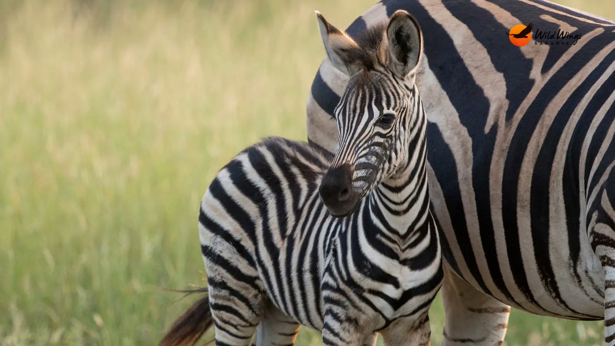 WildWingsSafaris tweet media