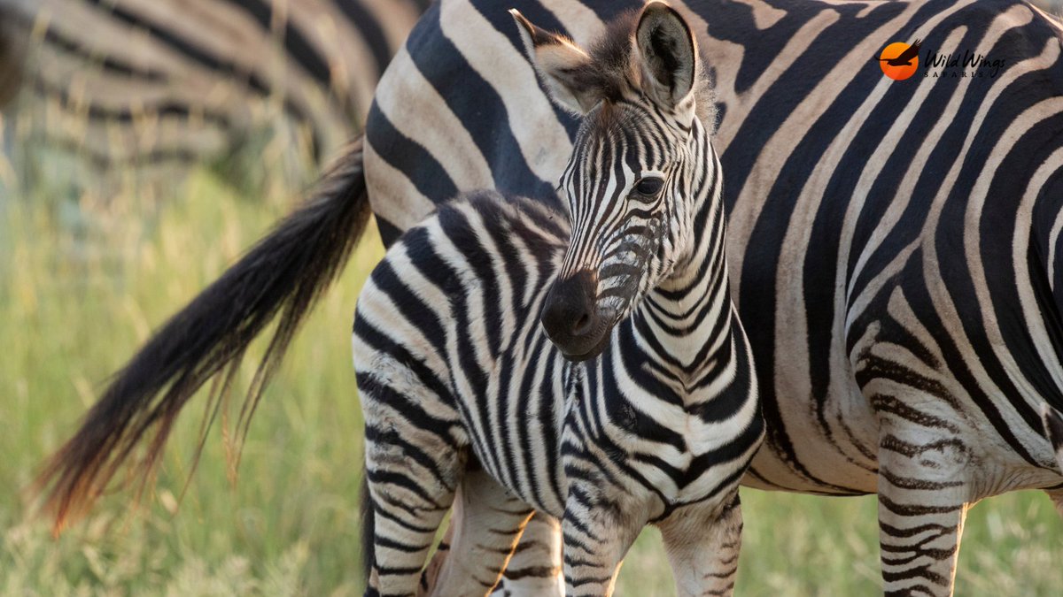 We often spot zebra on our game drives but we never get tired of seeing these iconic African animals.

📷 Simon Vegter 📍 Kruger National Park