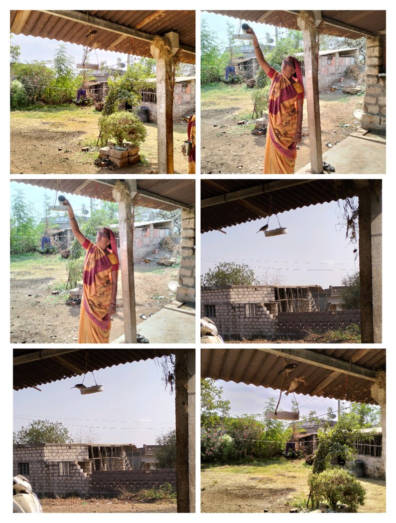 ચકલી બચાવ પક્ષી બચાવો