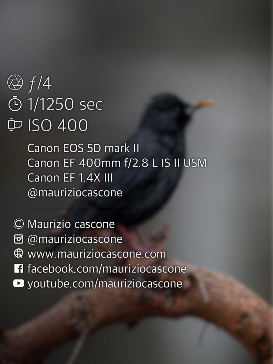 Gm
 
#mauriziocascone #photography #wildlife #birds #canon #canonitalia #400mm28