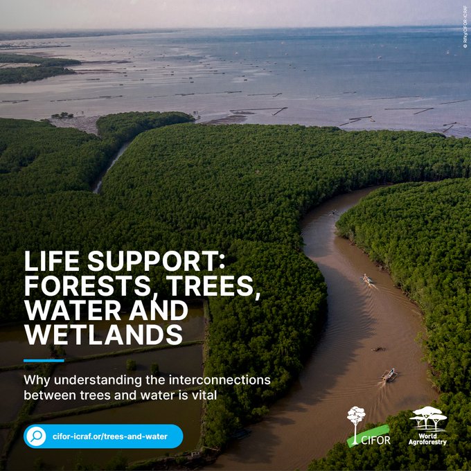 TheLandAlliance's tweet photo. Understanding the interconnections between trees and water is vital 🌳💧 

On farmland and in wetlands, trees draw water and nutrients from #soil, store carbon, and shelter critical #biodiversity.

🔗: https://t.co/S9DaUstBgq 

#Trees4Resilience #IntlForestDay #SaveSoil https://t.co/2ie64ndvKe