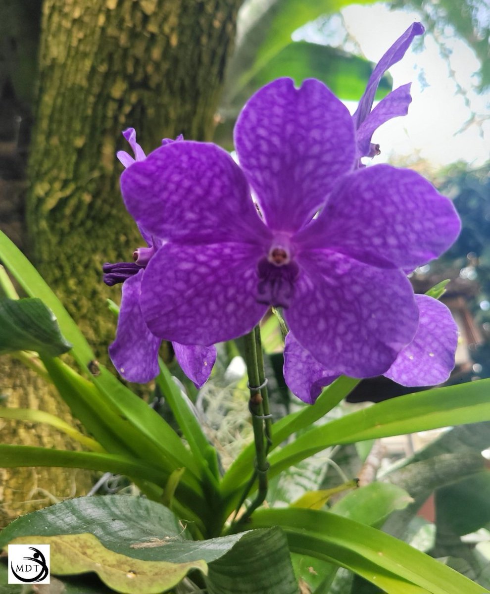 The Bronx @nybg Botanical Garden Orchid Show designed by <a href="/lily_kwong/">Lily Kwong</a>. The show is absolutely beautiful with serene highness. Congratulations to all the honorees at the Congressman @ritchietorresny15 Women's History Month Celebration.
#spring2023
#mdttraveler
#Uptowntraveler
