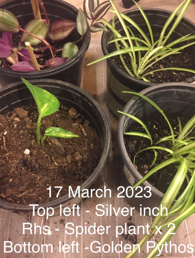 Propagation and now snug as a bug in their new homes 🌱💕

Used mix soil
70% potting mix 
20% perlite 
10% compost 

#plants #propagation #spiderplant #silverinch #plantwall #aeration #fullshade