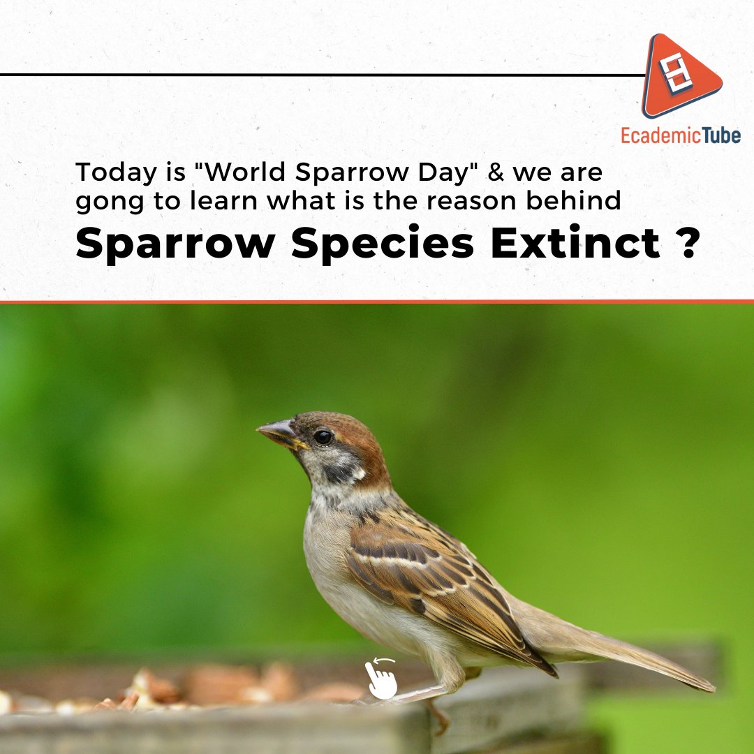 EcademicTube's tweet photo. Sparrows are going to extinct because of our activities. We need to conserve them by following eco friendly principles https://t.co/5HSNskpH7q