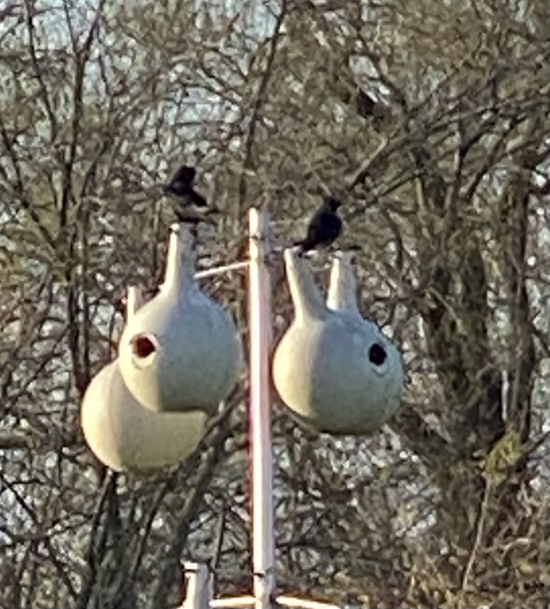 Purple Martin house up. Hopefully it isn’t too late. Had to replace our old gourds. Hardware wearing out. Last year’s from early April. <a href="/BirdsofTurf/">BirdsofTurf</a>