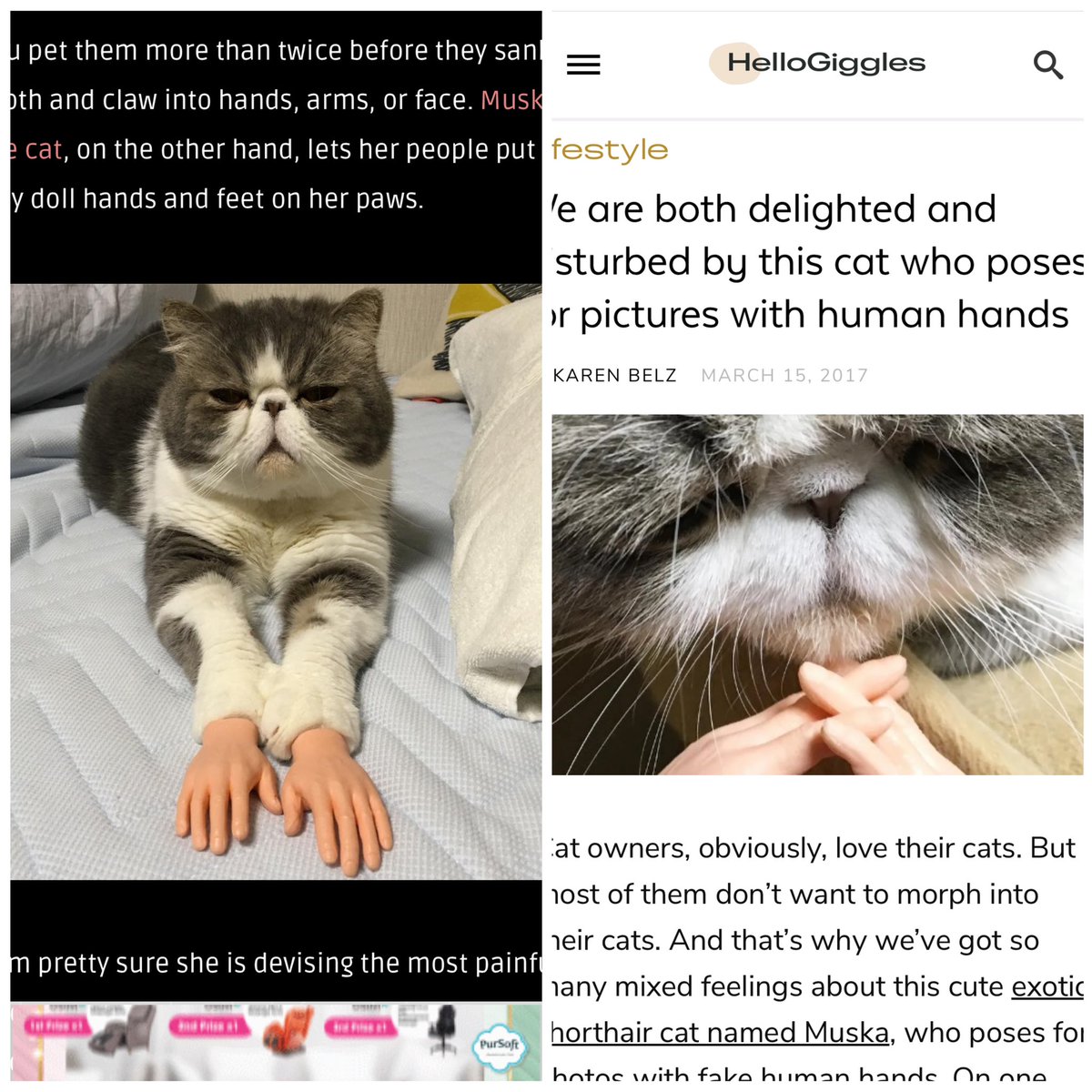 猫のムスカ🐈いなぼー𓃠🅘🅝🅐🅑🅞̄𓃟𝕄𝕌𝕊𝕂𝔸𖣊𝐁𝐀𝐋𝐔𝐒𖡛 tweet media