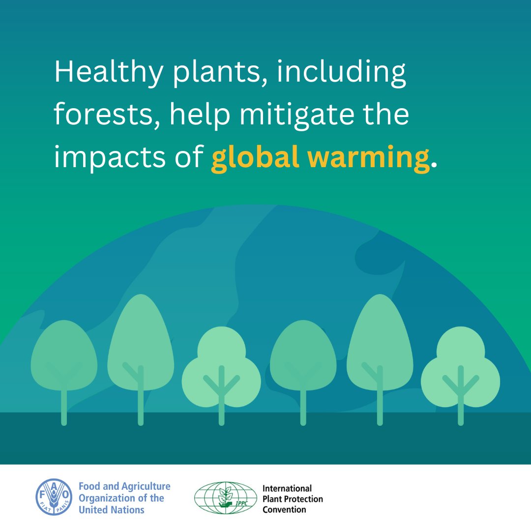 🌱Healthy plants 
🌲Healthy forests 

These are our biggest allies in the fight against #ClimateChange. 🌍🌡️🌧️