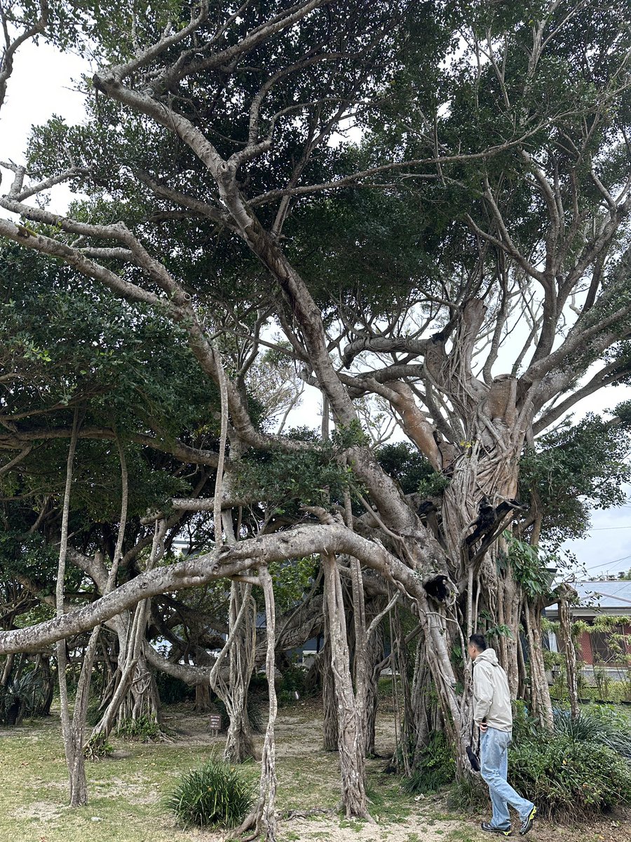 campanellapsy's tweet photo. ありがとうございました奄美大島。
もっとでかくなってまた皆に会いに行きます。 https://t.co/gXk75CqdNg