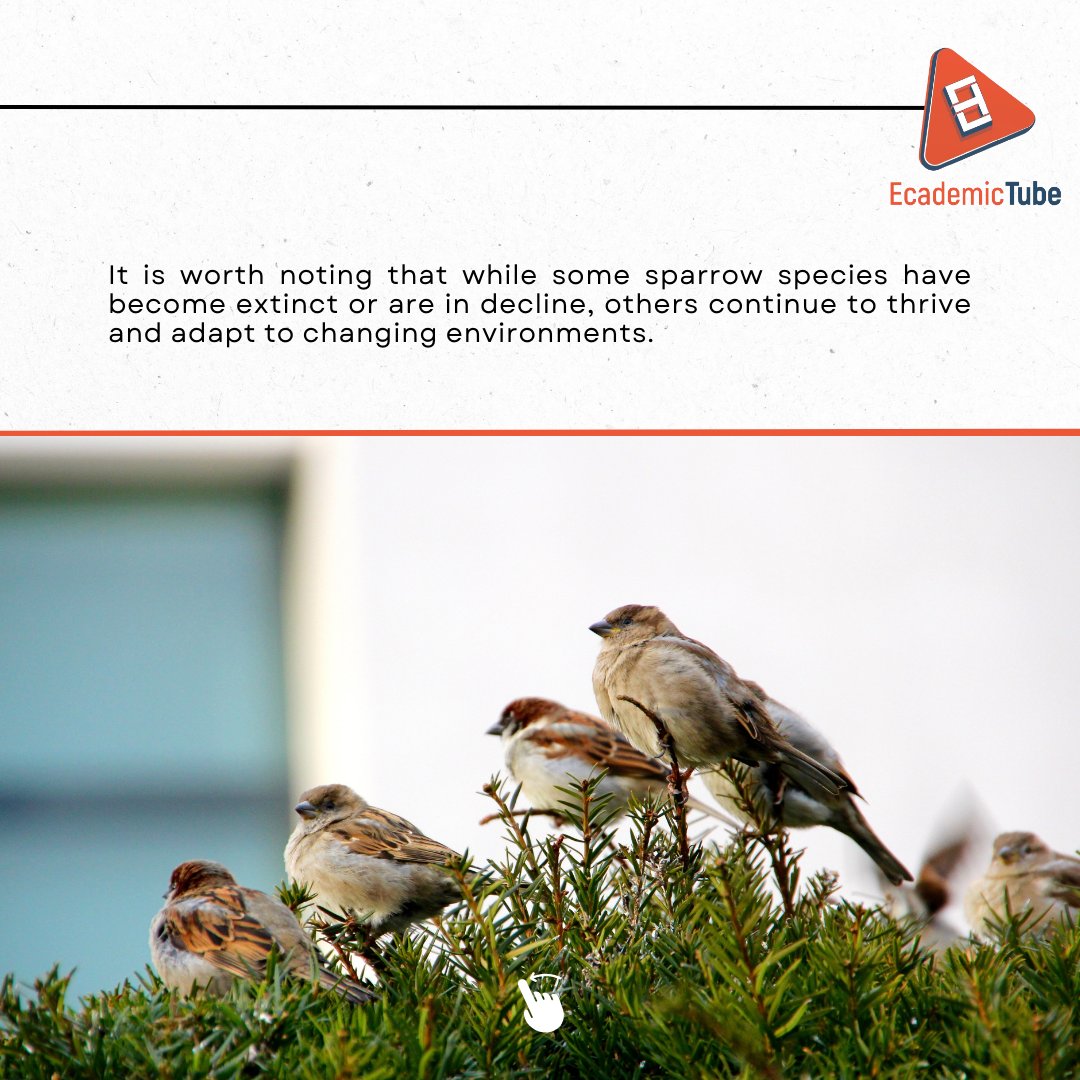 EcademicTube's tweet photo. Happy World Sparrow day! 
#sparrow #Trending https://t.co/bKMcOFks5l