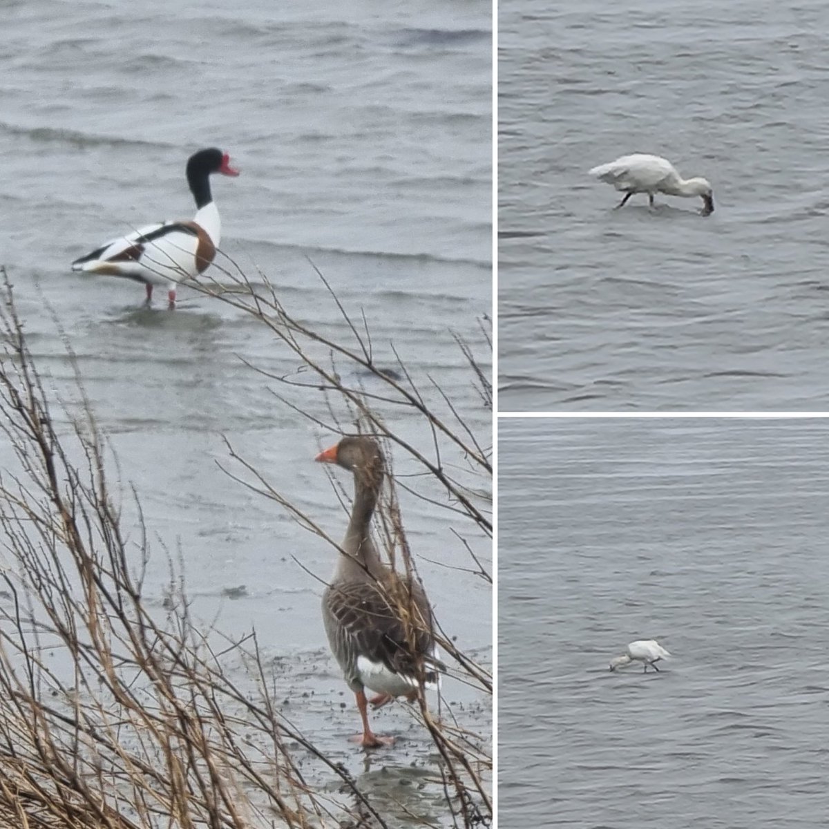 Naast #bergeenden en #ganzen op het Wad, zijn de #lepelaars ook weer terug uit #Afrika. #Vlieland. Altijd fijn, de #Lente is nu echt begonnen wat mij betreft.
