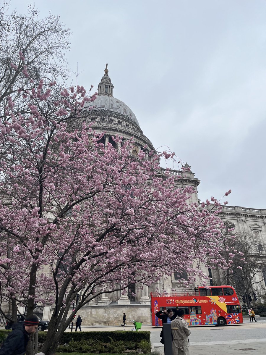 SatakeMinoru's tweet photo. セントポール大聖堂の前に桜（恐らく）が咲いていました

この時期になるとロンドンでは、あれは桜だ、いやアーモンドだ、というやりとりが始まります https://t.co/LC2Ln3njB7