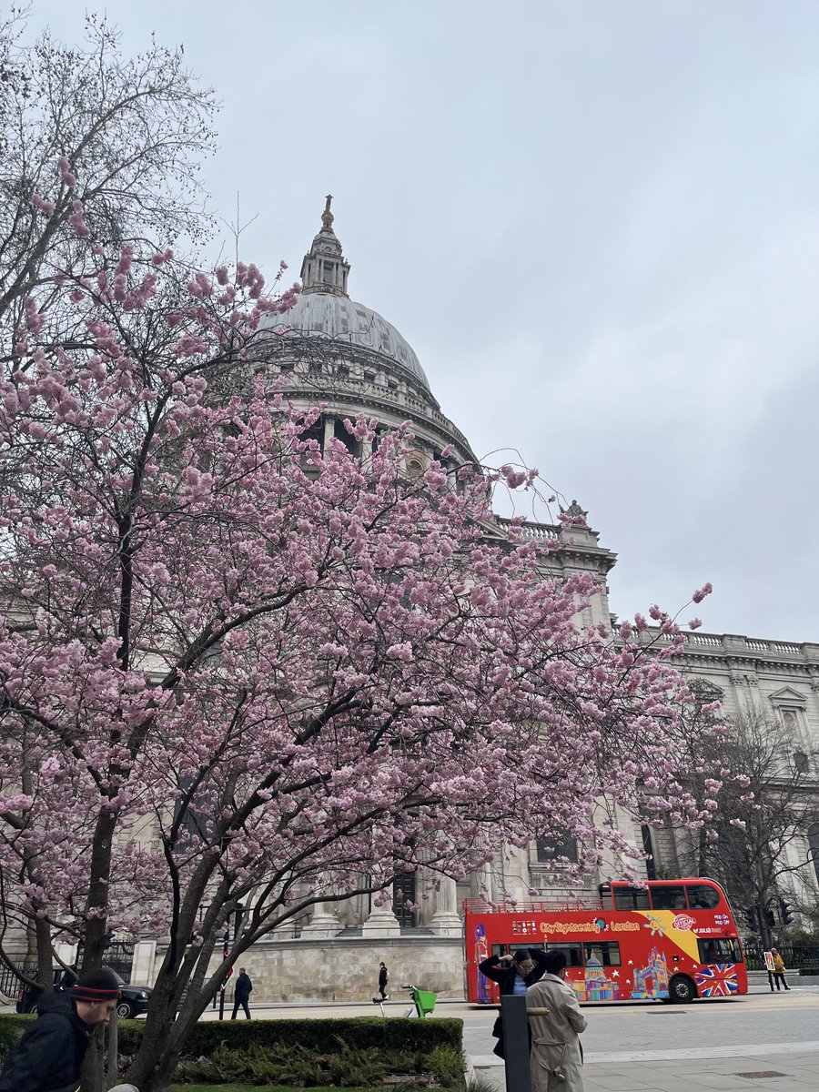 セントポール大聖堂の前に桜（恐らく）が咲いていました この時期になるとロンドンでは、あれは桜だ、いやアーモンドだ、というやりとりが始まります