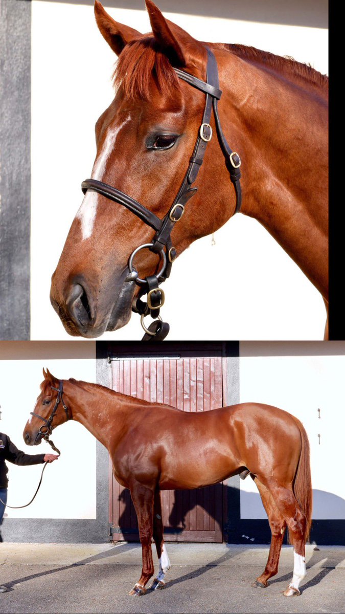 BrzUps's tweet image. The @RacingDubai 🇦🇪🇦🇪 Breeze Up Sale in association with @Goffs1866 is fully underway 🔥🔥
Don’t miss the action of the sale tomorrow at Meydan Racecourse!!

One of last years leading consignors @StablesFarm is back with a three lot strong draft 💨
#brzups #buyquality