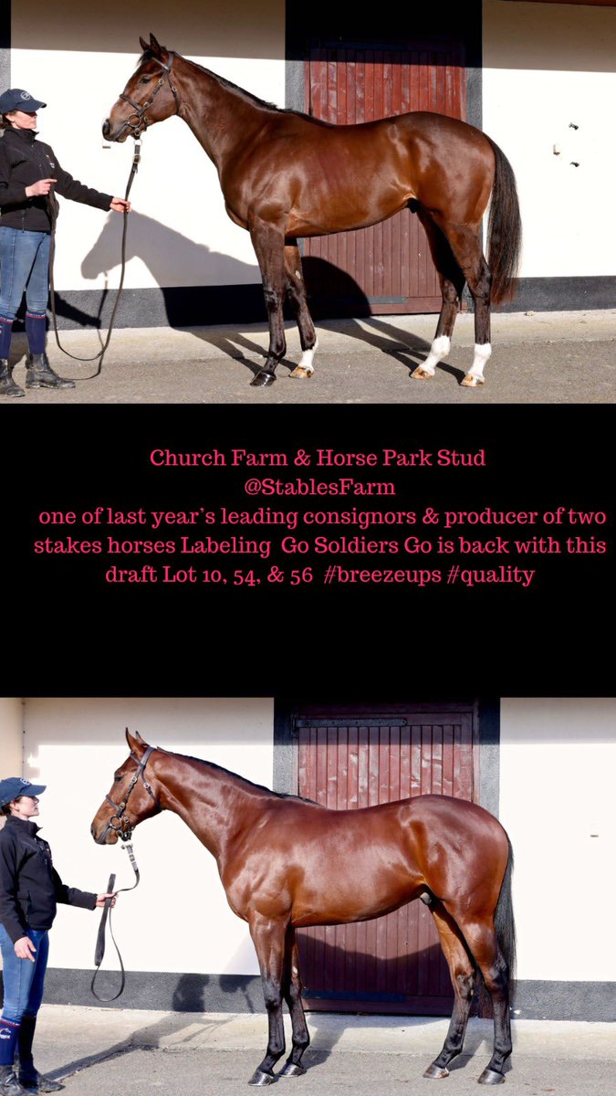 BrzUps's tweet image. The @RacingDubai 🇦🇪🇦🇪 Breeze Up Sale in association with @Goffs1866 is fully underway 🔥🔥
Don’t miss the action of the sale tomorrow at Meydan Racecourse!!

One of last years leading consignors @StablesFarm is back with a three lot strong draft 💨
#brzups #buyquality