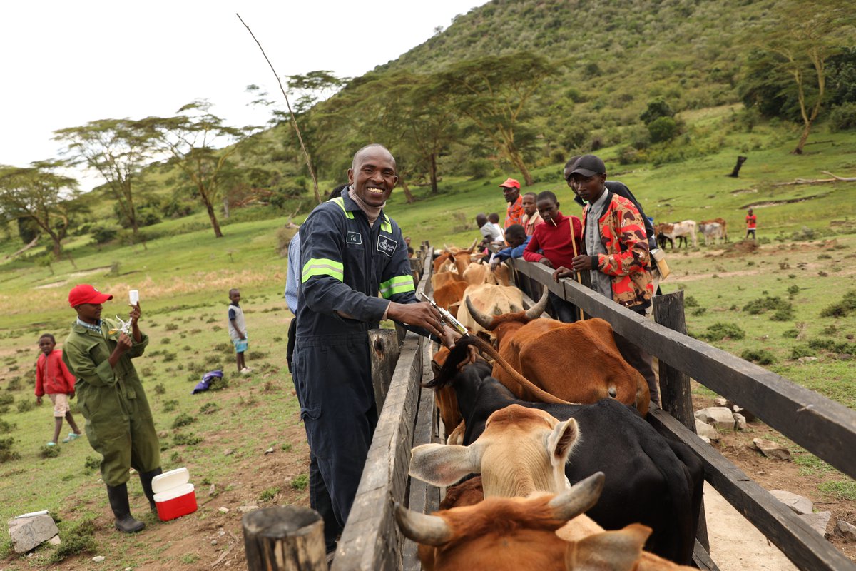 MMWCA in partnership with Narok County Government have today began a mass livestock vaccination exercise in Mara Conservancies in the Greater Mara Ecosystem. The vaccines being administered are: Contagious Bovine Pleuropneumonia CBPP and Sheep and Goat Pox.