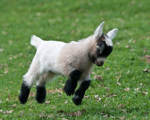 TotesmyGoatsNFT's tweet photo. Goat morning! Jumping into this week head first. https://t.co/KuvZrZaKuk