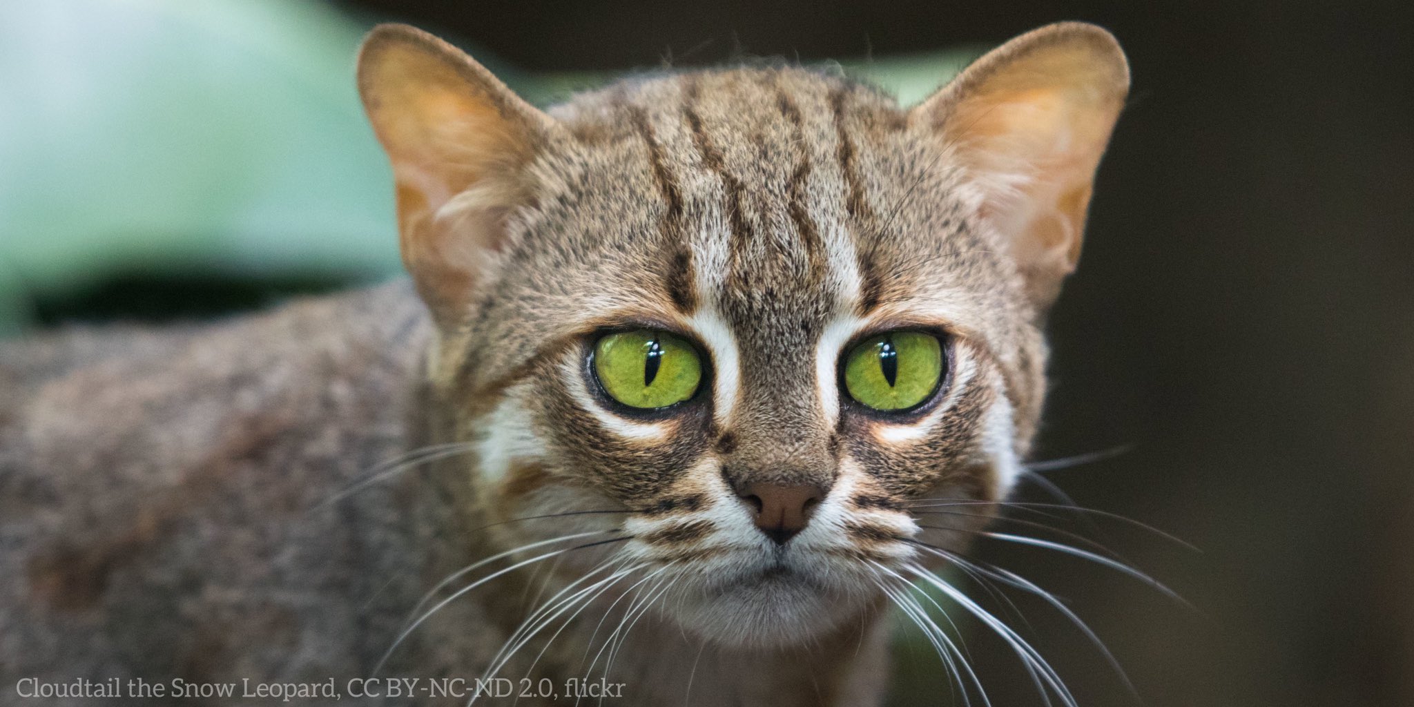 Rusty spotted hotsell cats as pets