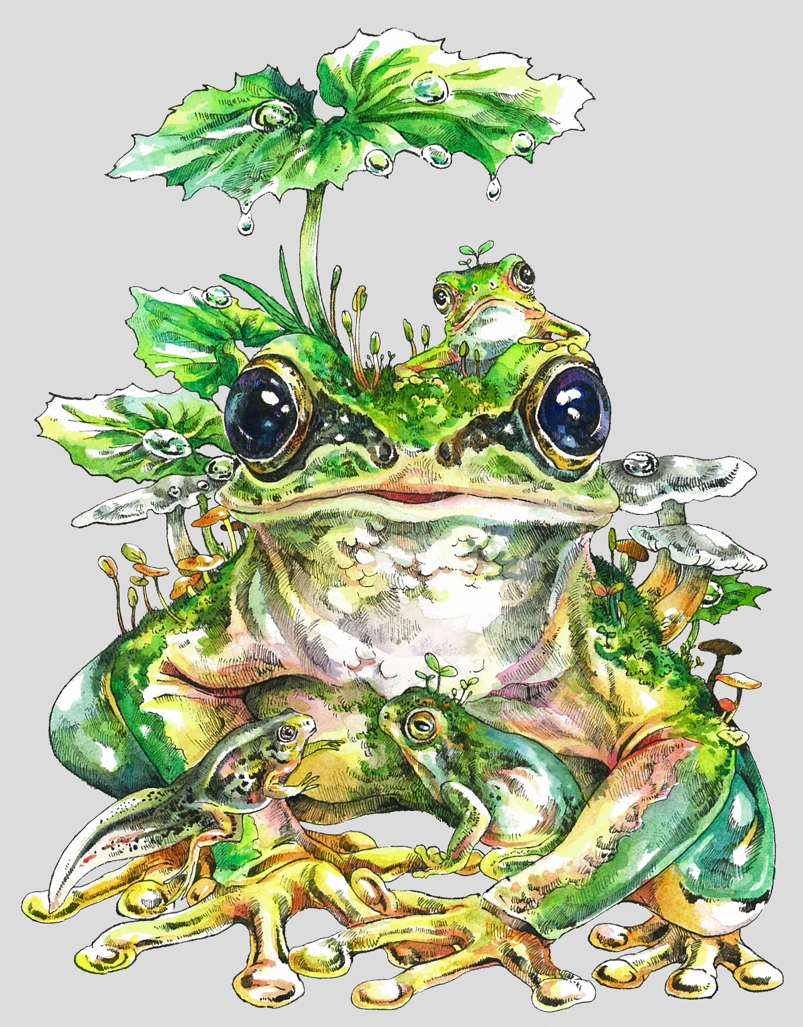 マツダケン 原画 カエル アート