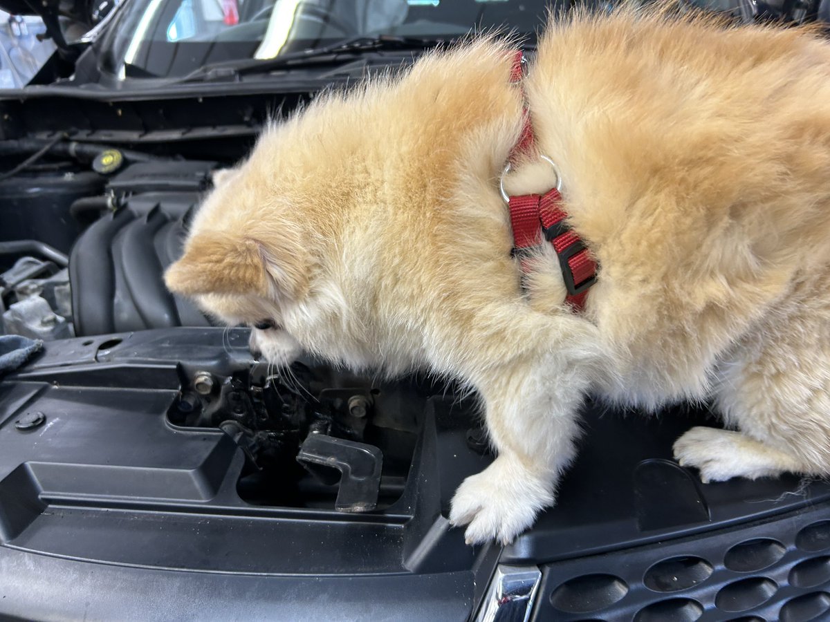 mototingle's tweet image. Workshop dog doing a #toolboxtalk  on Renault engines. Also reminding me to stay away from wet cambelt engines because the belts degrade and block the oil pickups.

He’s a smart #Chihuahua
