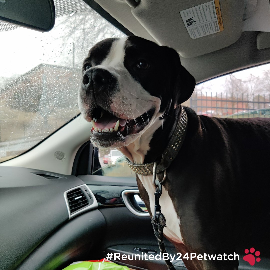 Thank you for finding our boy. Creed(Walter) is doing great and we unfortunately have to cage him when we leave for work because he actually can unlock the door.

Thank you for returning him and it's a great service you guys provide.

Jameelah M. 🐾 #ReunitedBy24Petwatch