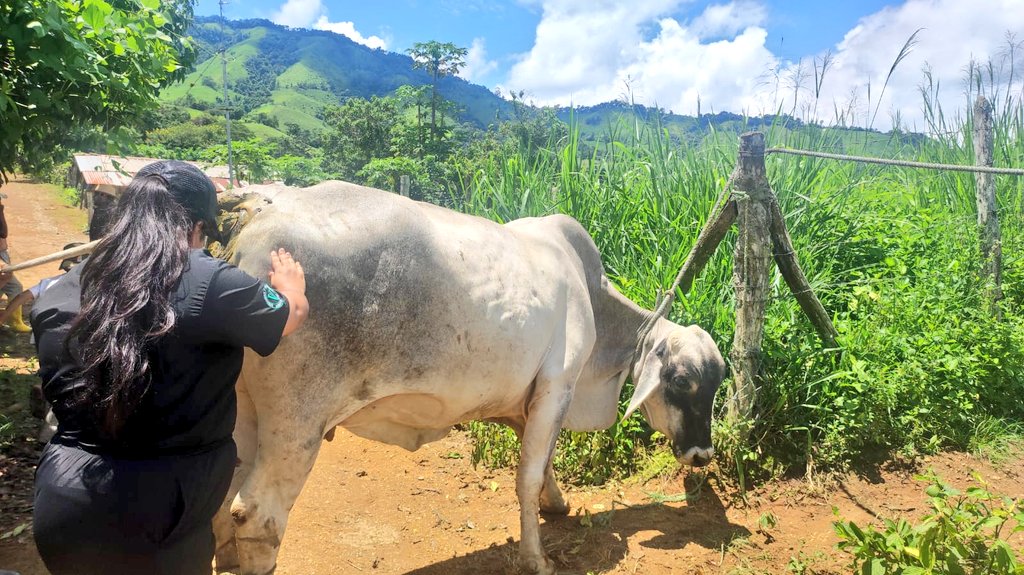 #Loja | En el cantón #Puyango 📍se brinda asistencia técnica en detección de preñez en hembras bovinas mediante la técnica de palpación, actividad realizada en conjunto con pasantes de la carrera de Medicina Veterinaria de la Universidad Nacional de Loja.