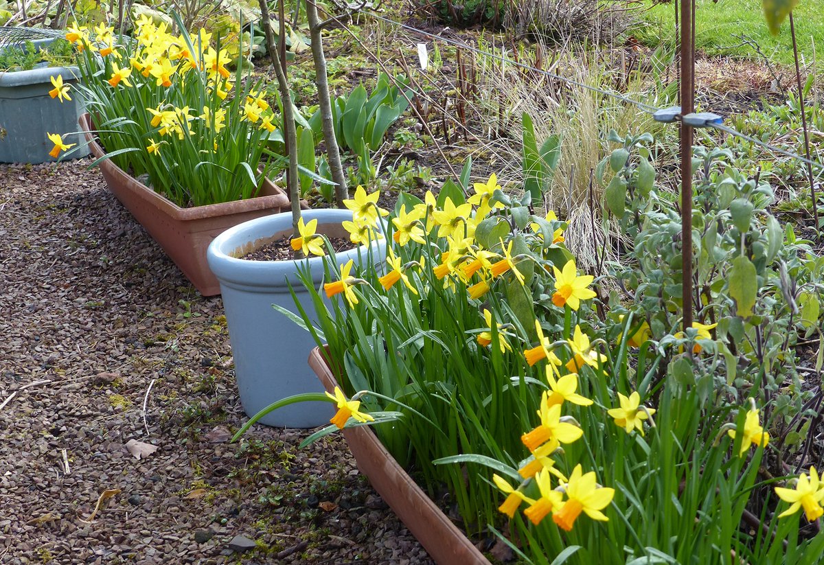 These two troughs of miniature daffodils give me joy every spring. After they have finished flowering they get a slow release fertiliser and are put back in semi shade till next year. #narcissi #springbulbs #springjoy