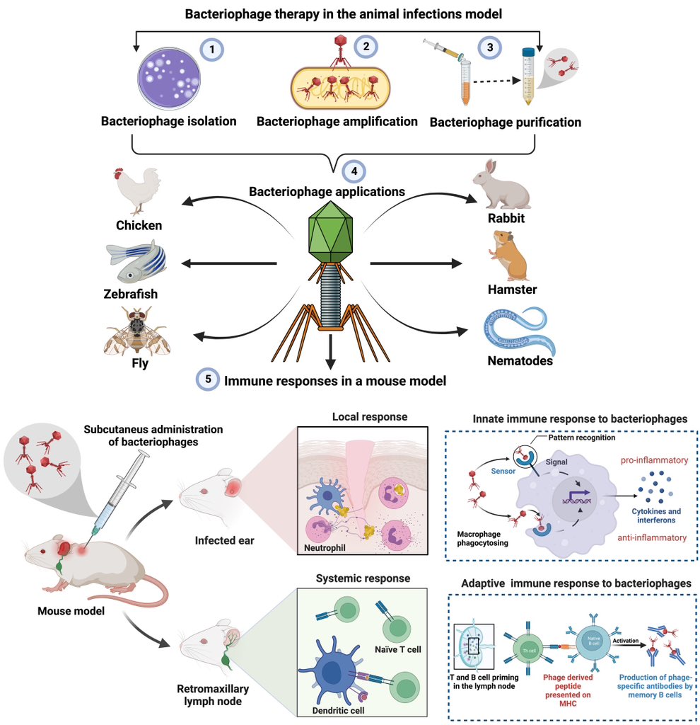 Phagebiologist's tweet photo. #Phage_therapy 🐁🧬💊
Our collaborative review article on “the applications of animal models in phage therapy" is finally out. 
Link to this article: https://t.co/co4EdvBg59 https://t.co/BewwQ6dlIh