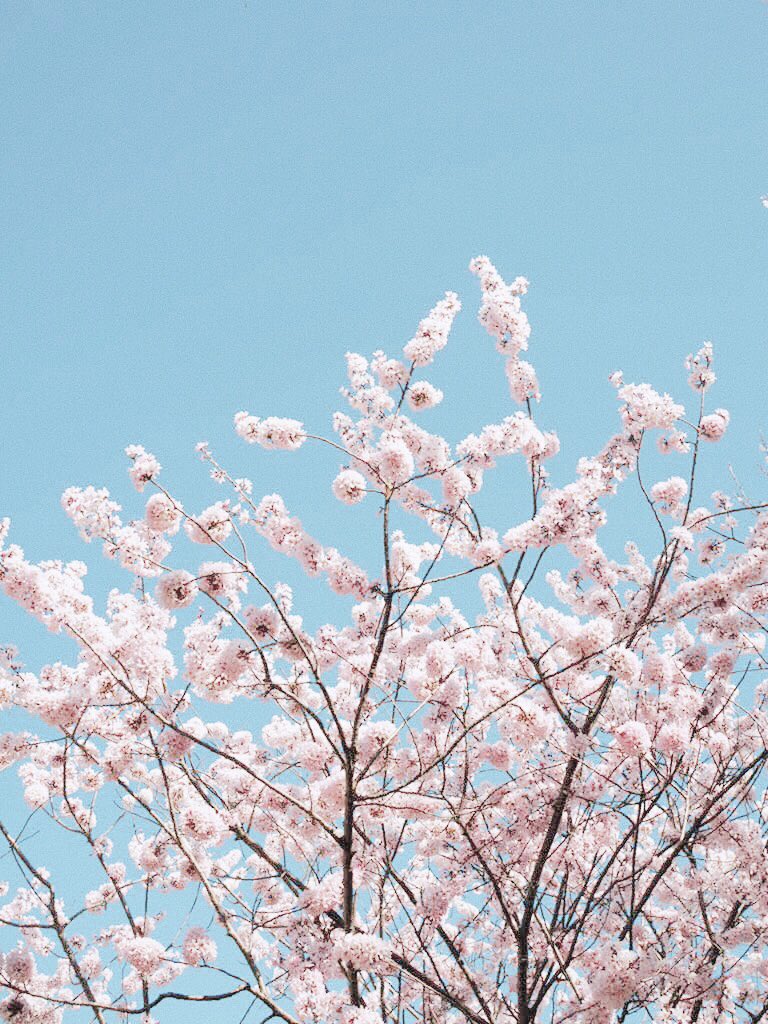 KonokaPhoto's tweet photo. もこもこしてて可愛らしい https://t.co/OUNeUjJiIv