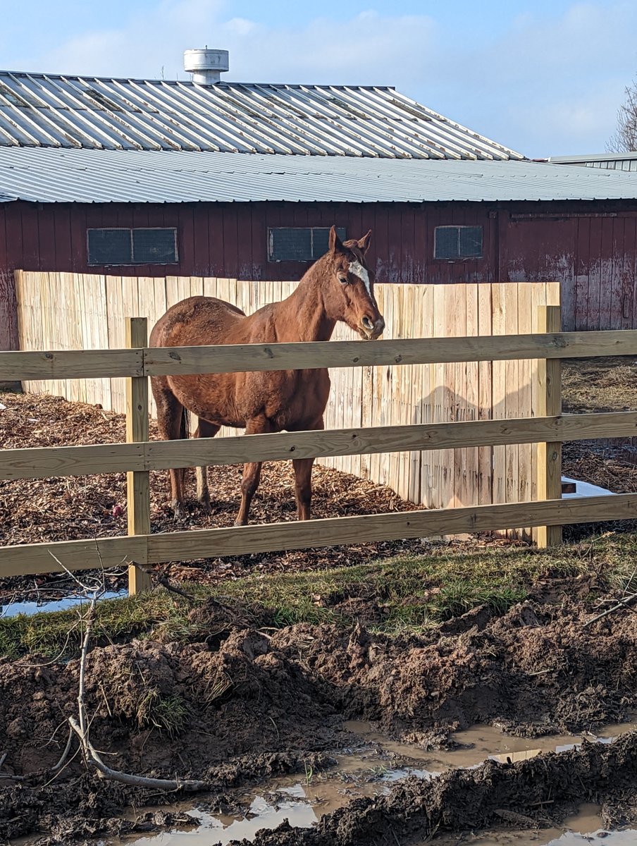 SiteOneSupply's tweet photo. The SiteOne branch in Lockport, New York donated pipe and drainage solution ideas to a local organization, Lakeview Animal Sanctuary, to help keep the rescued animals safe and cared for. Shout-out to our associate, Chris, who also adopted a donkey (pictured) named Fred. https://t.co/ibFk0W3Vcg